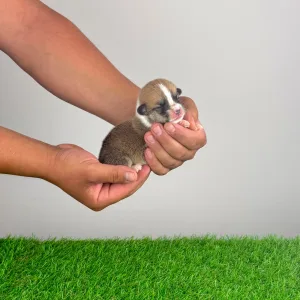 Welsh Corgi Pembroke - Cabby