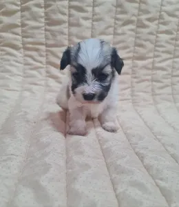 Havanese - Tina