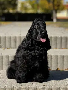 Englischer Cocker Spaniel - Star
