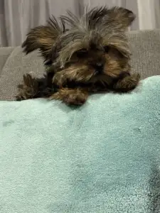 Yorkshire Terrier - Pici