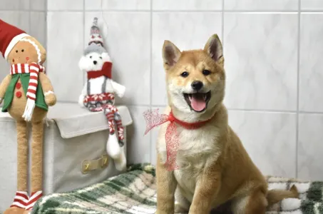 Shiba - Bravados Benji
