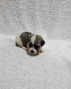Bichon havanais - Milo
