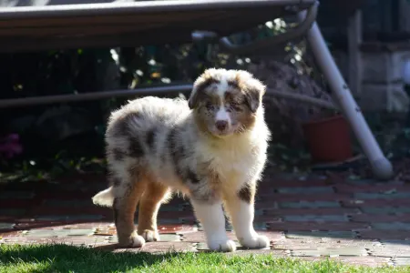 Miniature American Shepherd - Winstead One More Heart For The Ranch