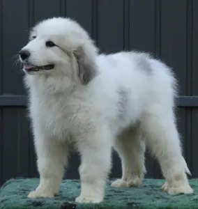 Pyrenean Mountain Dog - Candybelldream El Bundy