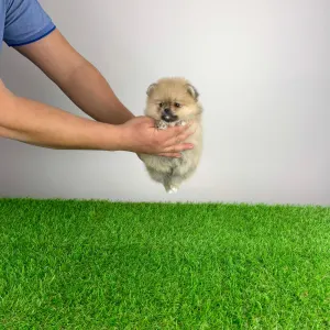 Pomeranian - Regine