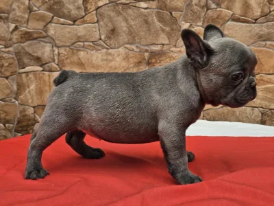 French Bulldog - Berta