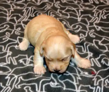 Havanese - Oro De Habana Ugor