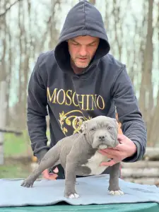 American Bully - Pocket - Blueline