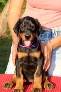 Dobermann - Arizona Videre Fortis