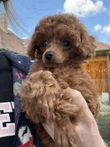 Pudla - patuljasta - Axel Christina Diamond Dream