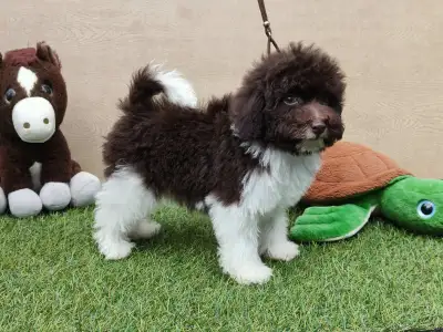 Caniche Nain - Rob Roy