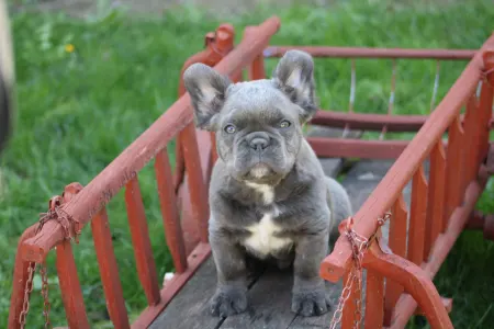 Francia bulldog - Ultor