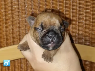 Buldog francuski - Esko