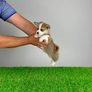 Corgi galez Pembroke - Penny