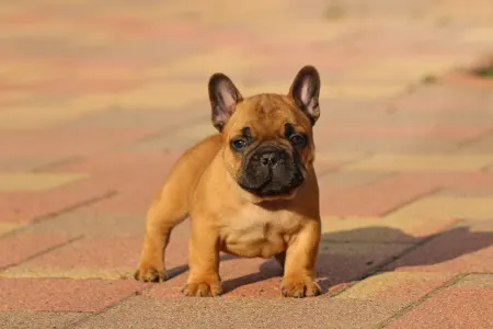 Französische Bulldogge - Udon