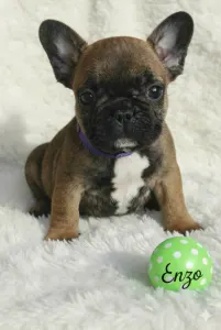 Bulldog francez - Enzo