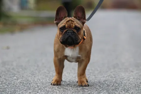 French Bulldog - Hajósbulldy Simon