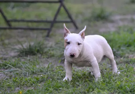 Miniatűr bullterrier - Laka