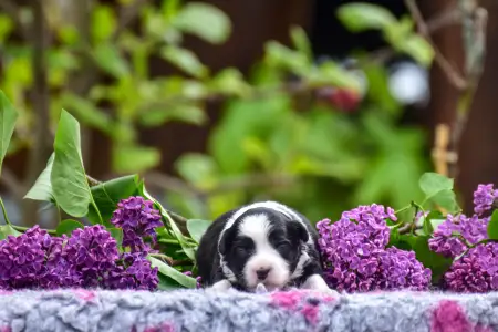 Миниатюрная американская овчарка - Winstead Rosy Piglet