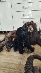 Portuguese Water Dog - Balthazar Royal Black (bali)