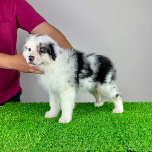 Australian Shepherd - Roxy