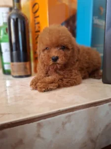 Caniche Toy - Pudel Toy M