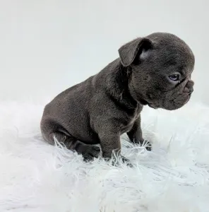 Francia bulldog - Jonathan