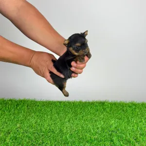 Yorkshire Terrier - Yosie