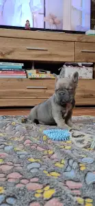 Bouledogue français - Vera