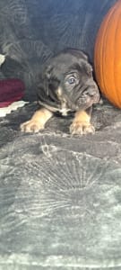 Cane Corso - Denke 