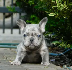 Französische Bulldogge - Mary