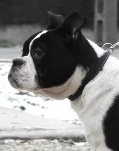 American Bully - Pocket - Bella