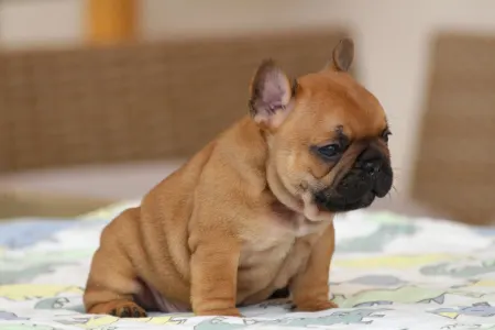 Französische Bulldogge - Unicum