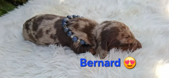 Dachshund - Bernard