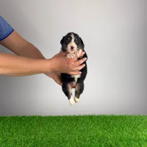 Ciobanesc Australian - Cash