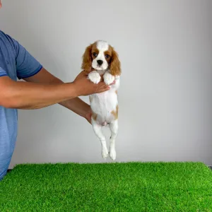 Cavalier King Charles Spaniel - Patriot