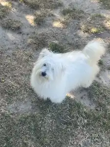 Coton de Tulear - Björn