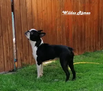 Terrier de Boston - Tibet-Gyöngye