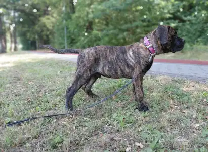 Cane Corso - Aares