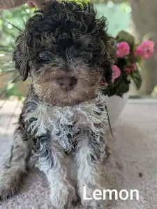 Lagotto Romagnolo - Lemon