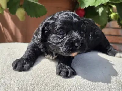 Cavapoo - Blackrose