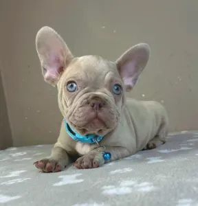 Francia bulldog - Gerald