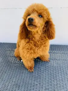 Caniche Nain - Samu