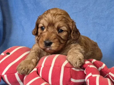 Cavapoo - Chester