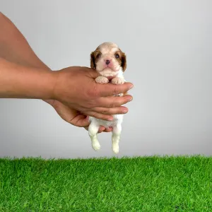 Кавалер кинг-чарльз-спаниель - Katie