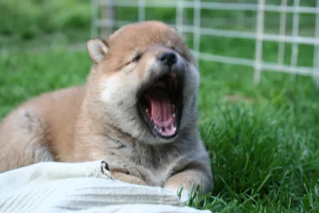 Shiba inu - Hoshibaru