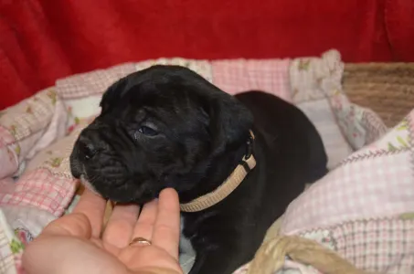 Cane Corso Italiano - Dolce Assassino Polina