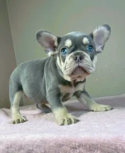 Französische Bulldogge - Kim