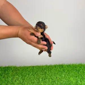 Jorkšírský teriér - Wickie