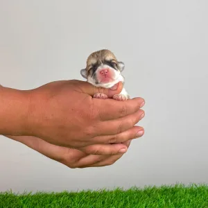 Welsh Corgi Pembroke - Aruna